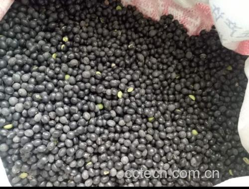 黑豆陈皮煮水成品图
