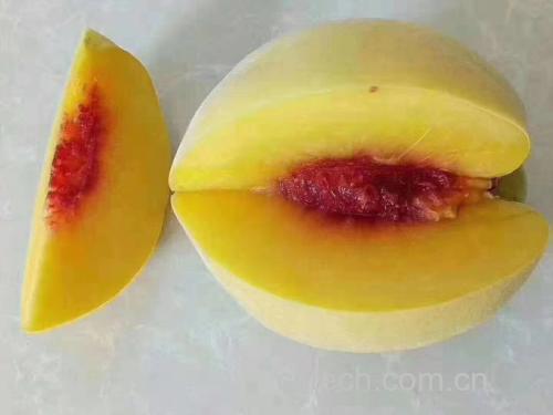 炎陵黄桃切开果肉特写图