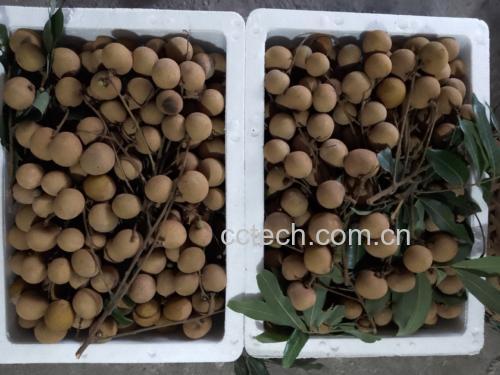储良龙眼与绿豆汤搭配食用