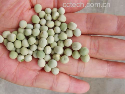 青豌豆热量高吗?新鲜青豌豆与营养成分表对比图