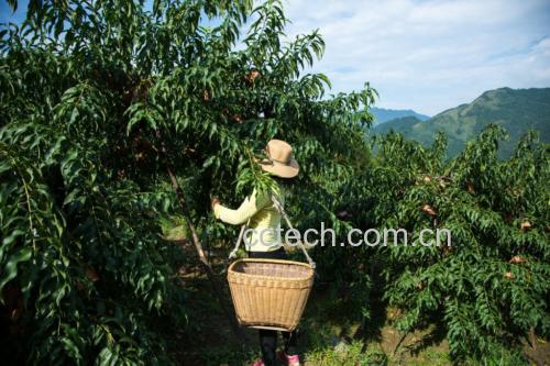 炎陵黄桃种植基地实景