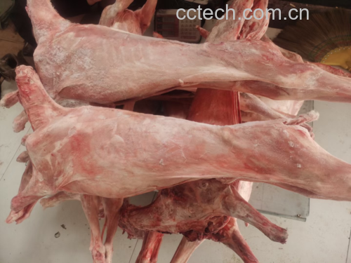 鲜白条羊整体展示图