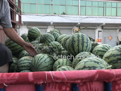 京欣西瓜挑选对比图