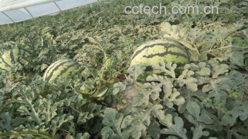 京欣一号西瓜田间种植图