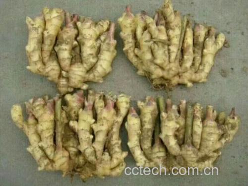 面姜的植物形态与切片特写