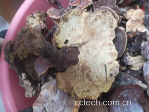 葛根灵芝片选购指南图示