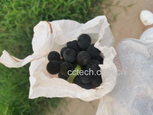 户太八号葡萄果实特写