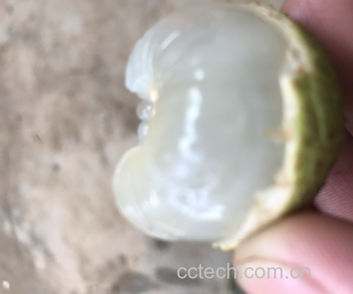 三月红荔枝果肉切开图