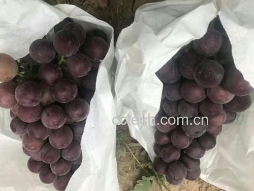 户太八号葡萄特写
