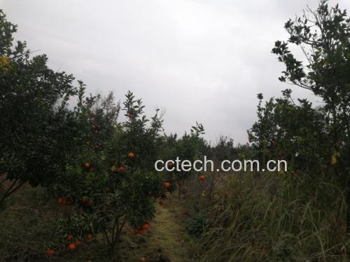 三月红荔枝果园实景图