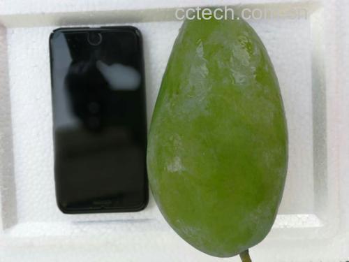 苹果与青枣对比图