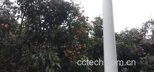 三月红荔枝果园采摘场景
