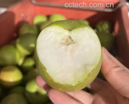 青枣果实特写
