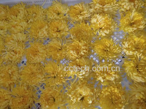 高山野菊花干花产品展示