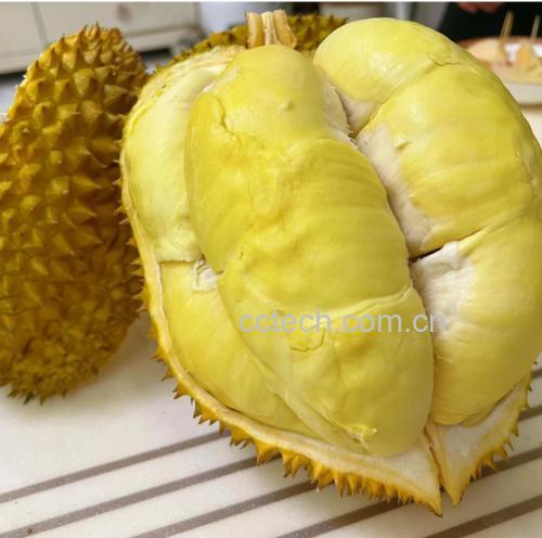金枕头榴莲果肉特写