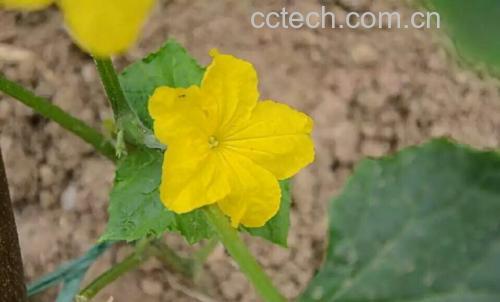 小黄瓜花的特写照片，展示其淡黄色的花瓣和细长的花茎