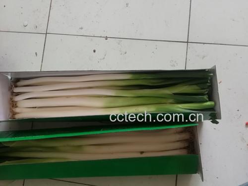 章丘大葱拌菜成品图，色泽鲜亮，香气扑鼻