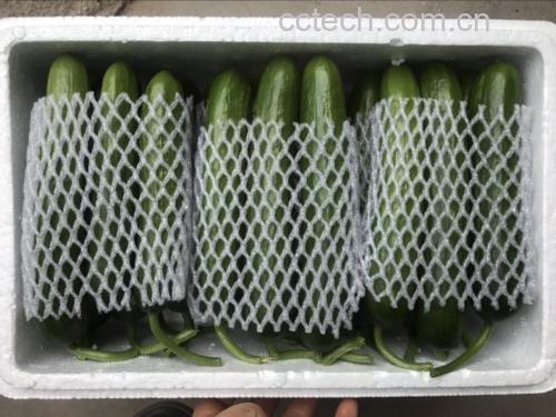 小黄瓜真空包装冷冻保存