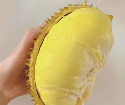 挑选成熟的金枕头榴莲