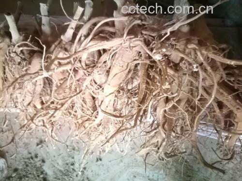 生人参与冰箱保鲜与冰冻对比图