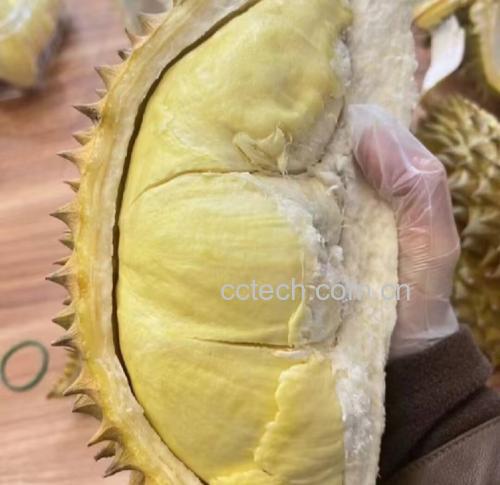 金枕头榴莲果肉切开展示
