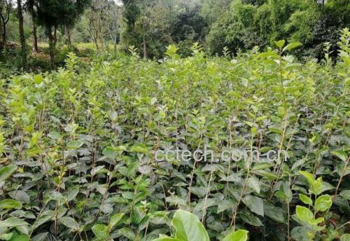 甜脆柿子果园种植场景