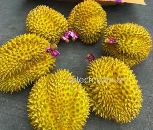 金枕头榴莲果型示意图