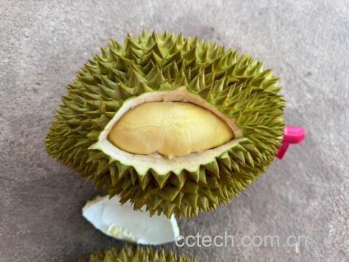 金枕榴莲果壳颜色对比图