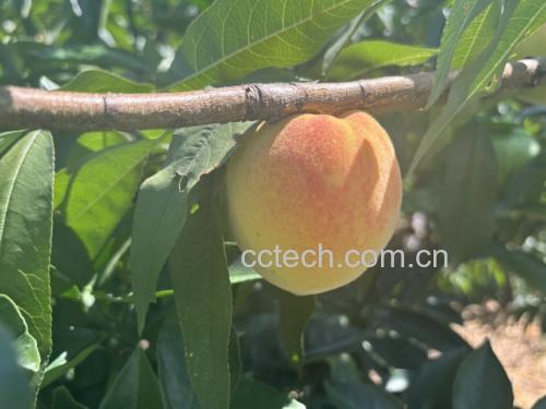 黄桃果实在阳光下成熟