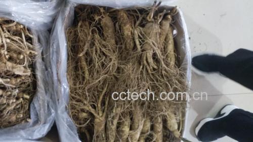 鲜参冷藏保存示意图