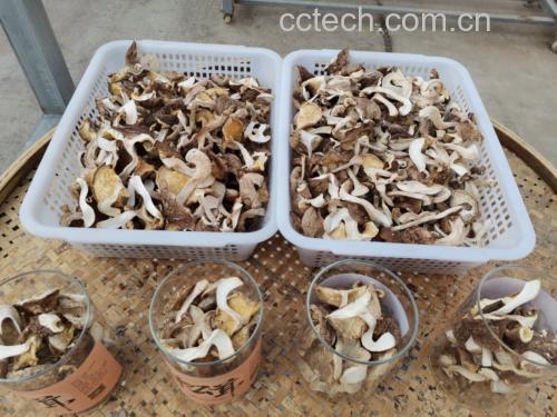 松茸保鲜保存示意图