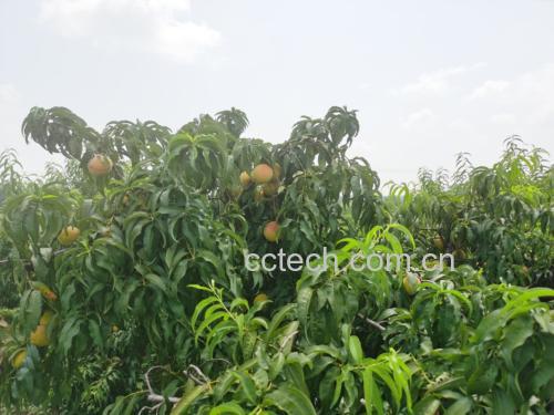 黄桃果园种植场景