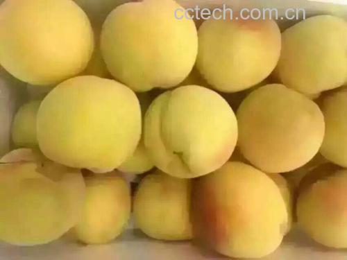 83黄桃果实特写
