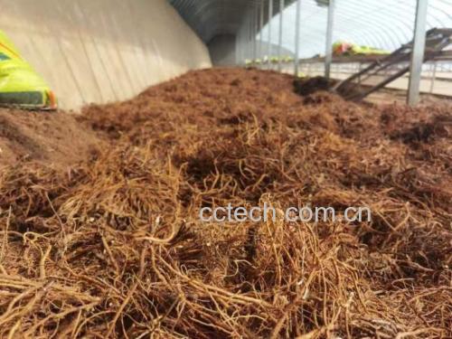 北柴胡种植与采收场景
