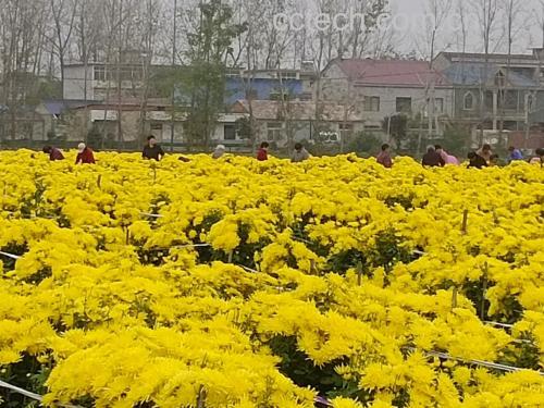 金丝皇菊陈皮茶成品图