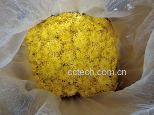 金丝皇菊与绿茶混合冲泡图