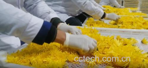 金丝皇菊金银花枸杞茶的冲泡步骤图