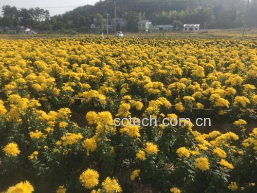 金丝皇菊茶产地风景