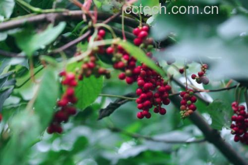 北五味子植物特写