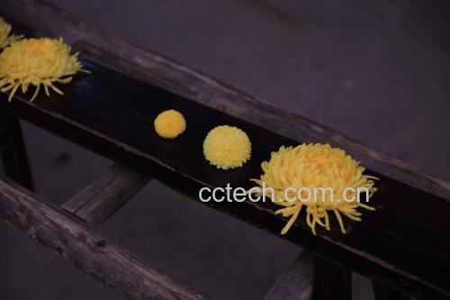 柿子树寄生草泡茶图