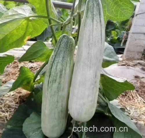 网纹瓜挑选技巧