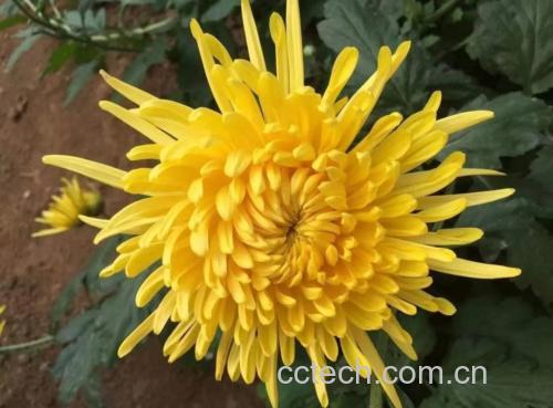 金丝皇菊玫瑰花茶冲泡后的成品图