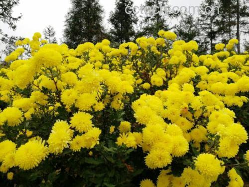 金丝皇菊干燥花蕾