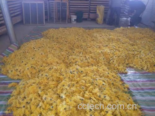 金丝皇菊茶冲泡过程图
