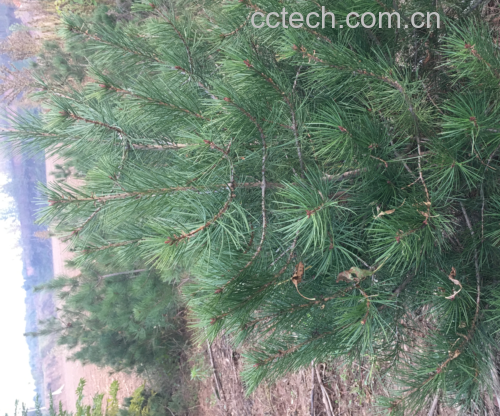 白皮松植物特写