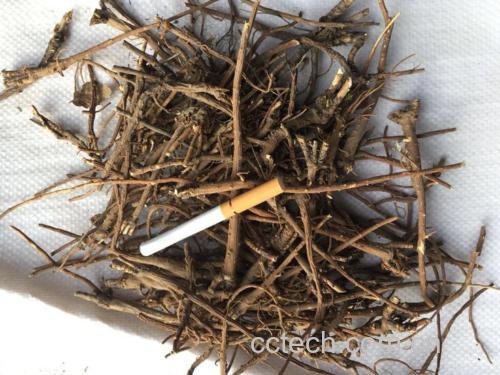 北柴胡与柴胡的植物形态对比
