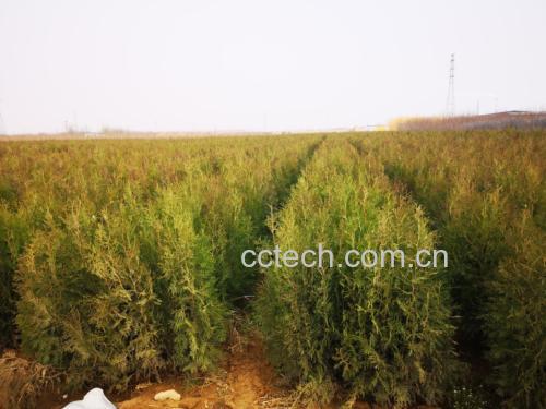 优质侧柏叶与劣质侧柏叶对比图
