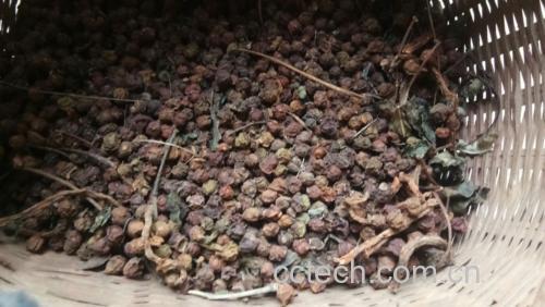 五味子泡水与炖汤的食用方式