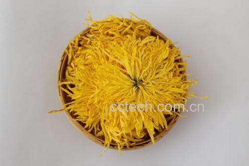 金丝皇菊泡水图