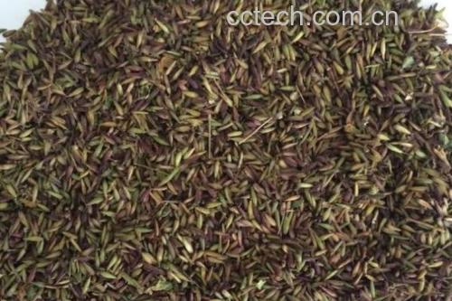 侧柏香料混合图